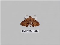 藏品(尺蛾297)的圖片